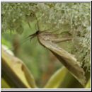 Hypena proboscidalis - Nesselschnabeleule 05.jpg